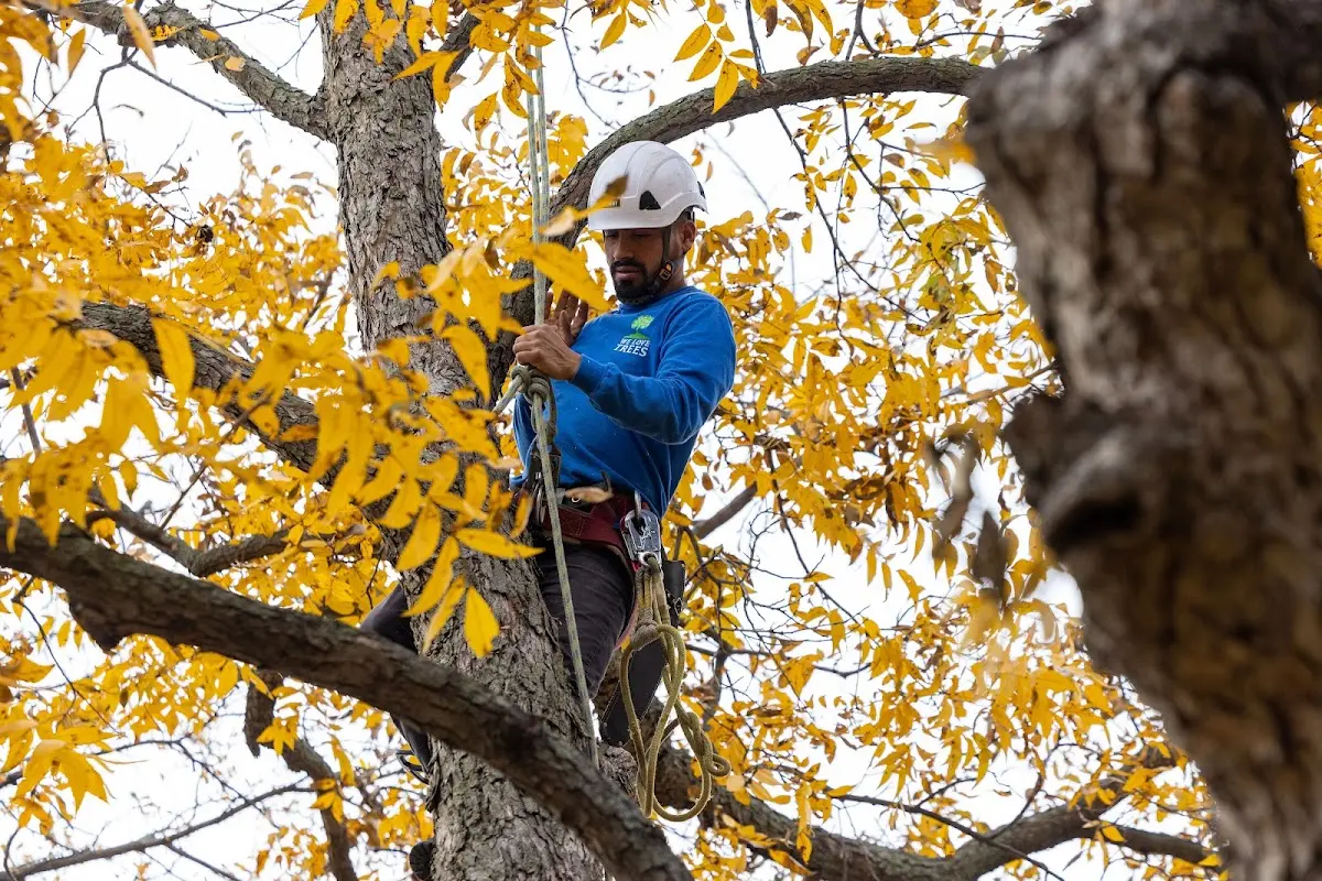 Skilled Tree Planing crew working in Tanana
