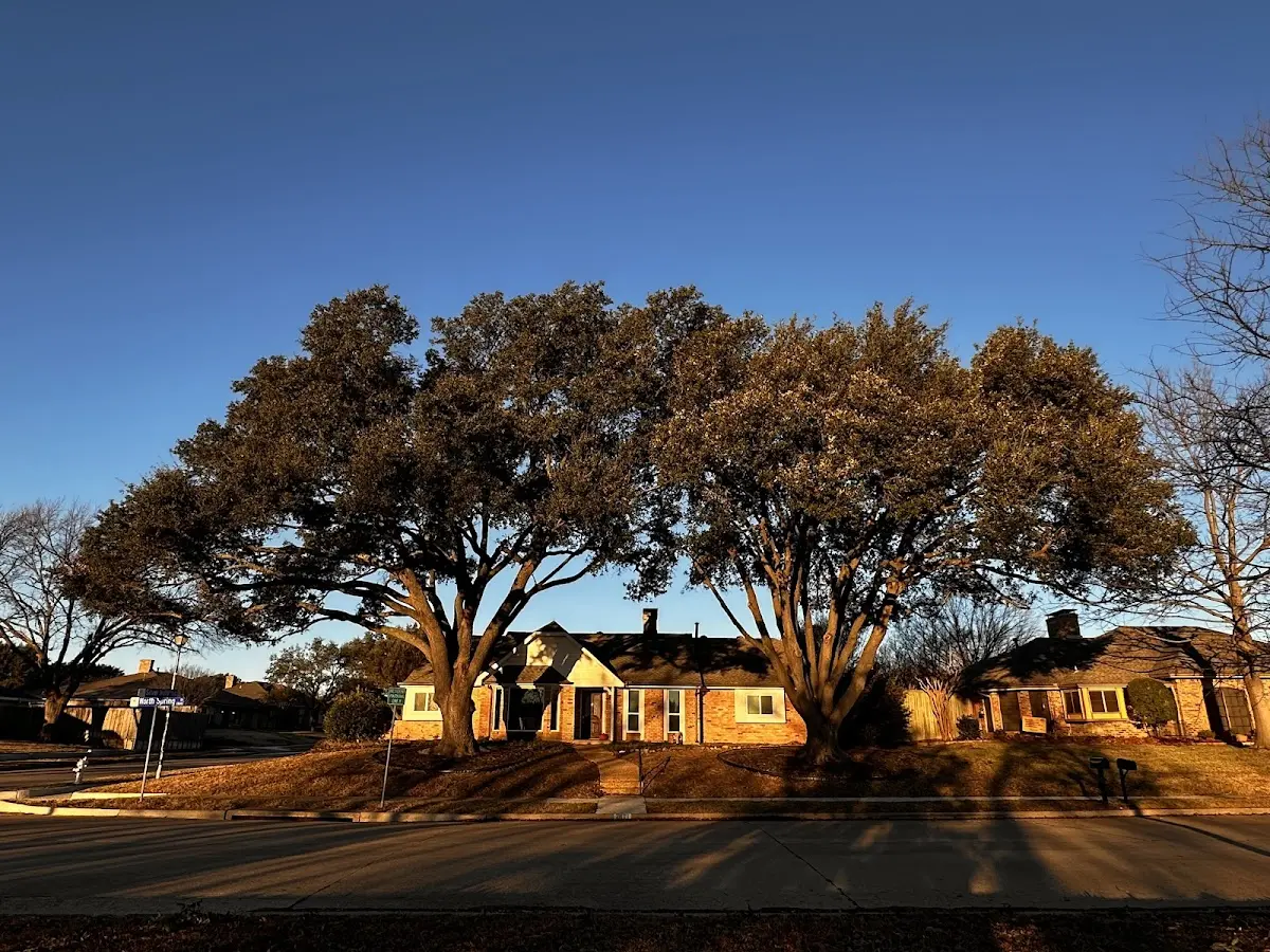 Established residential canopy tree shading a home in Tanana